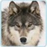 wolfwoman