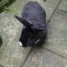 reikirabbit
