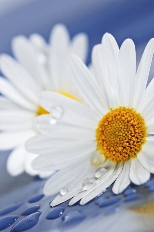 892556 small Daisy 2 lg