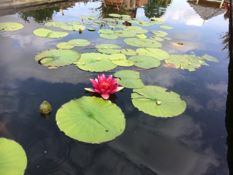 Lotus1 768x576