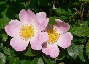 Wild Rose 300x2171 1