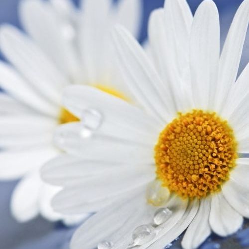 892556-small_Daisy_2_lg