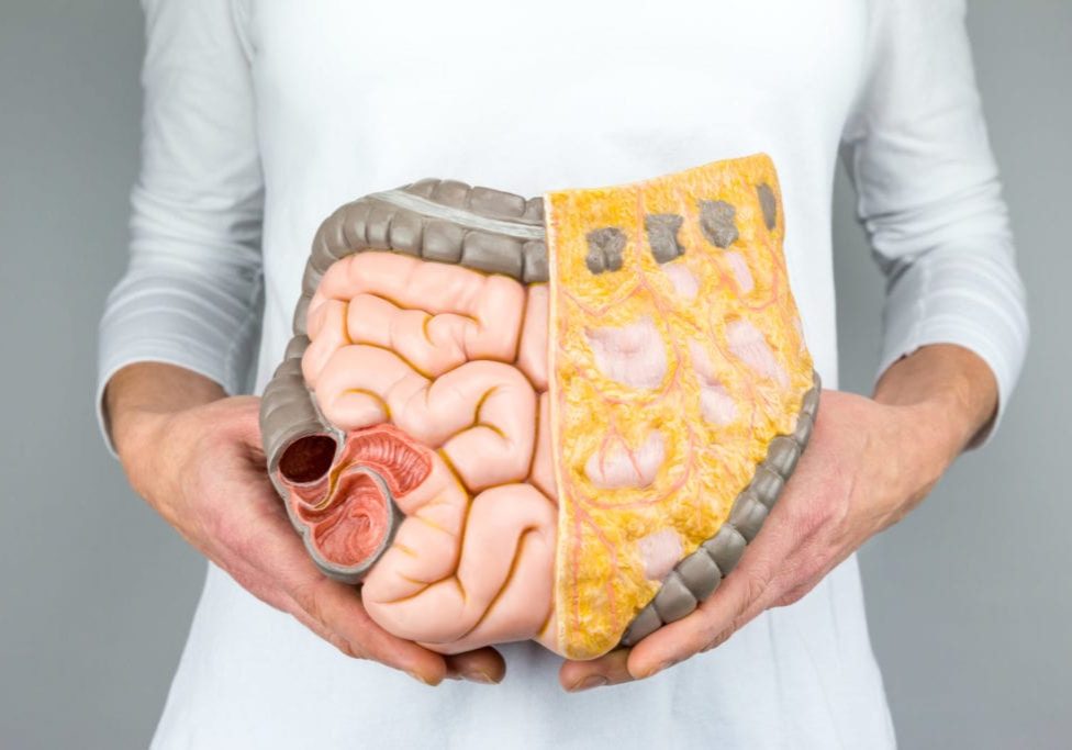 Woman holding model of human intestines in front of body on white background