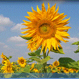 Capture24.GIF Capture24.GIF