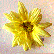 Capture63.GIF Capture63.GIF