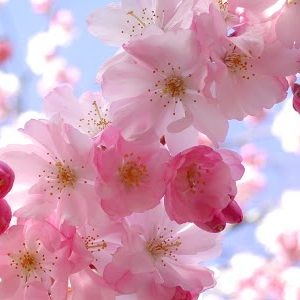 CherryBlossom1 CherryBlossom1