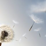 Image-3-GHS A Dandelion blowing seeds in the wind.