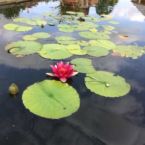 Lotus1