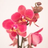 Orchid_1