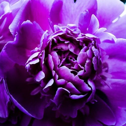 Purple-Flower