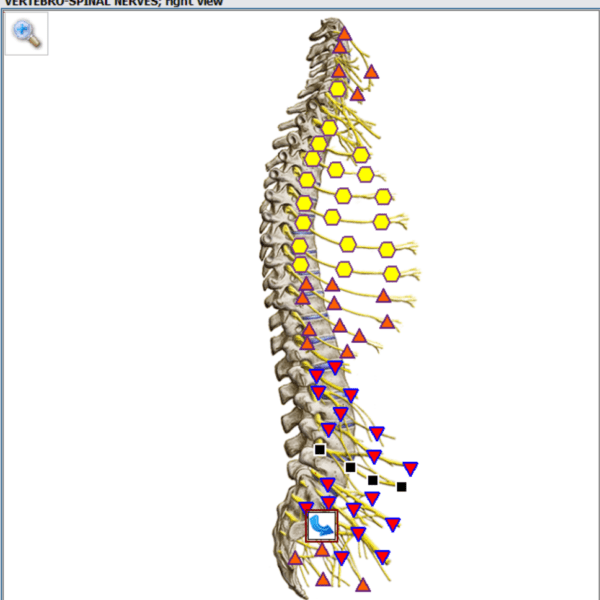 Spinal_nerves
