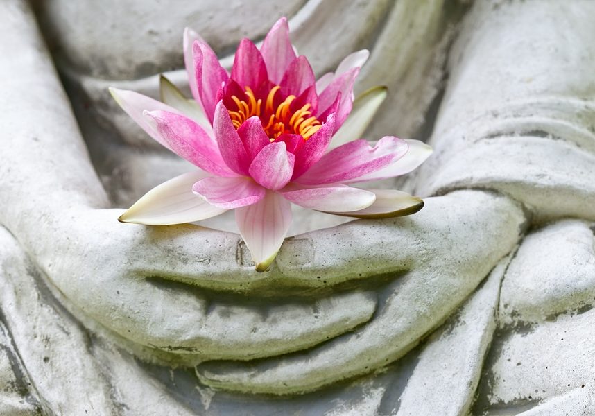 Buddha hands holding flower, spa concept .