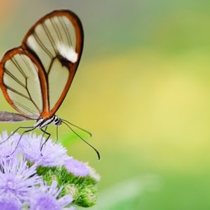 butterfly butterfly