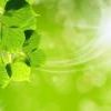 leaves-sun.138161614_logo_1 leaves-sun.138161614_logo_1