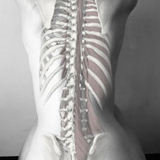 spine spine